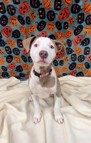 Elvira (61786680), American Pit Bull Terrier Mix, puppy, available for adoption