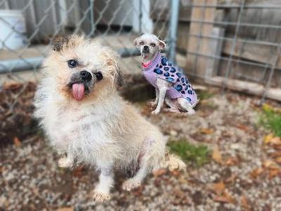 Two small dogs, one with shaggy white fur and its tongue out, the other wearing a purple polka-dotted shirt, sitting on a gravel ground with a fence in the background.