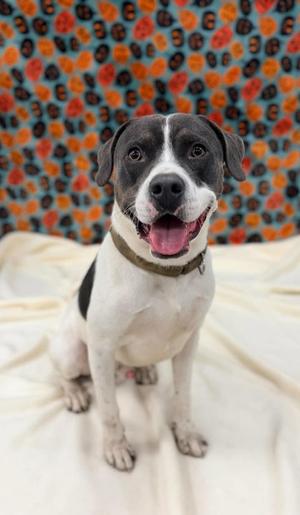 Harley, American Pit Bull Terrier Mix, adult, available for adoption