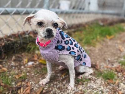 A small white dog wearing a purple sweater with blue leopard print, sitting on a gravel path near a chain-link fence.