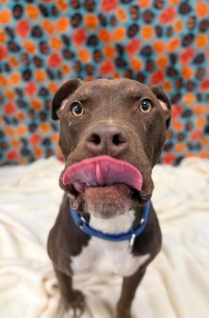 Lux, American Pit Bull Terrier Mix, adult, available for adoption