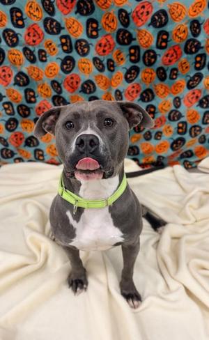 Hoagie, Staffordshire Bull Terrier Mix, adult, available for adoption