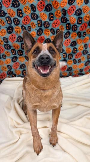 Mickey, American Red Heeler Mix, adult, available for adoption