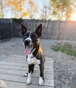 A black and white dog with pointed ears and a pink tongue sticking out, standing on a wooden deck with a wooden fence and trees in the background.