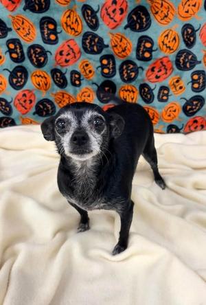 Nigri, Chihuahua - Smooth Coated Mix, senior, available for adoption