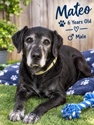 Mateo, Labrador Retriever, adult, available for adoption