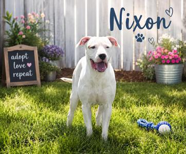 Nixon, Pit Bull Terrier, adult, available for adoption