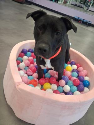 Talladoga, Terrier, adult, available for adoption