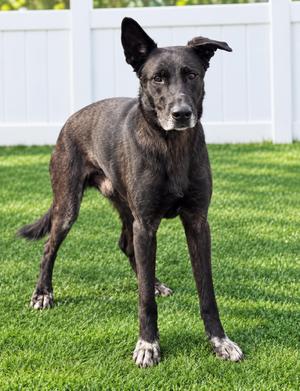 Pretzel, German Shepherd Dog, adult, available for adoption