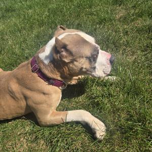 A brown and white dog lying on grass, wearing a purple collar.