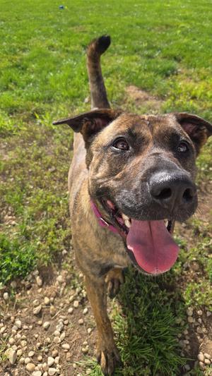 A brown and black brindle dog with a pink collar, standing on grass and looking up with its tongue out.