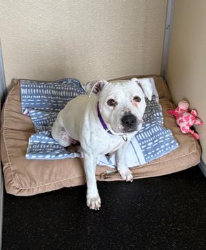 Delaney, Pit Bull Terrier, adult, available for adoption