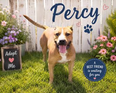 Percy, Pit Bull Terrier, adult, available for adoption