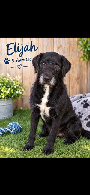 Elijah, Curly-Coated Retriever, adult, available for adoption