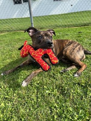 Sooki, Boxer and Bulldog, adult, available for adoption