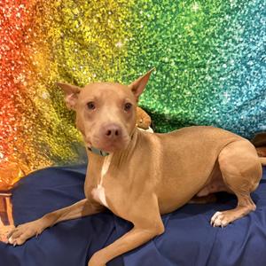 Cody, Terrier, American Pit Bull, adult, available for adoption
