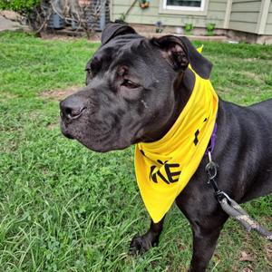 Abby, Boxer, adult, available for adoption