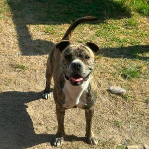 Good Boi, Bulldog, adult, available for adoption