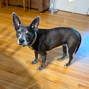 Hope, Chihuahua, Short Coat, senior, available for adoption