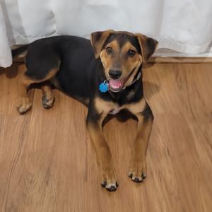 Frasier, Mixed Breed (Medium), available for adoption