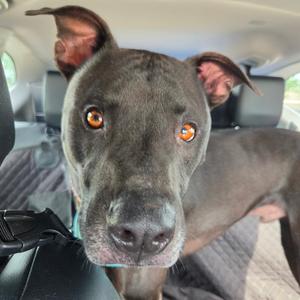 A close-up of a gray dog with large, expressive eyes looking directly at the camera. The dog appears to be sitting in a car, with the interior visible in the background.