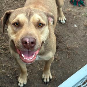 Frida, Retriever, Labrador, adult, available for adoption