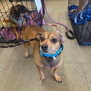 A small dog with a blue collar standing on a concrete floor, with a pink leash attached to its collar. In the background, there is a cage with another dog inside.