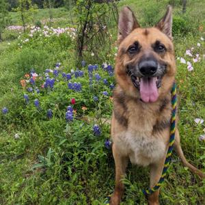 Leo, Shepherd, German, senior, available for adoption
