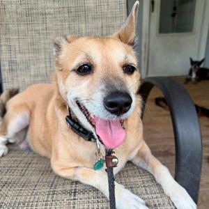Chloe, Black Mouth Cur, senior, available for adoption