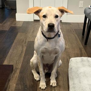 King, Shepherd, Australian, adult, available for adoption