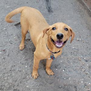 A happy brown dog standing on a gravel surface, looking up with its mouth open and tongue out.