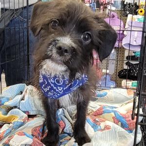 Georgie, Shih Tzu, available for adoption