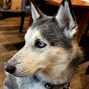 Kylo, Husky, senior, available for adoption