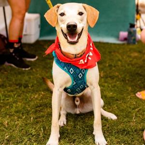 Goofy, Cattle Dog, Australian (Blue Heeler), adult, available for adoption