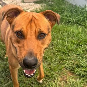 Flash, Shepherd, German, young, available for adoption