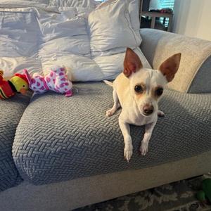 Fifa, Chihuahua, young, available for adoption