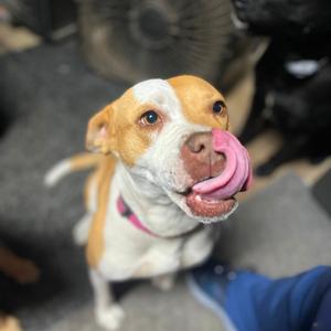 Juniper, Pointer, adult, available for adoption