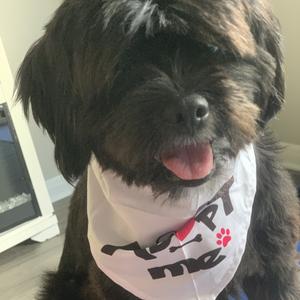 Frodo, Maltese, young, available for adoption
