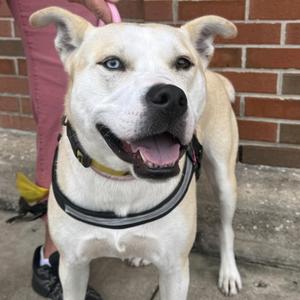 Athenea, Husky, adult, available for adoption