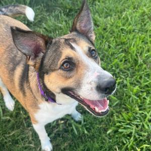 Blaze, Shepherd, German, young, available for adoption