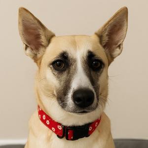 A dog wearing a red collar