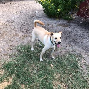 Dwight, Retriever, Labrador, adult, available for adoption