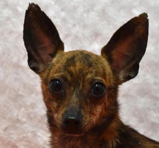 Camo, Chihuahua, adult, available for adoption
