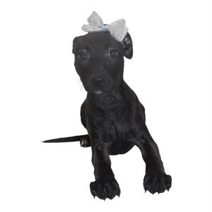 black puppy wearing a bow
