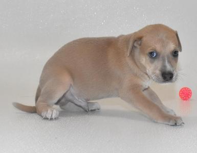 A light brown puppy with blue eyes is lying on a white surface, reaching out towards a red ball.