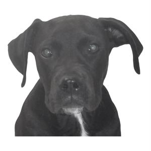 Batman, Terrier, puppy, available for adoption