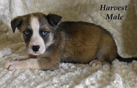 Harvest, Husky / Terrier, puppy, available for adoption