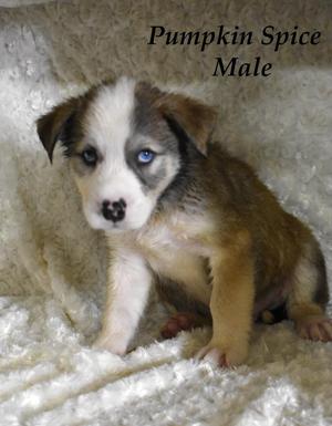 Pumpkin Spice, Husky / Terrier, puppy, available for adoption