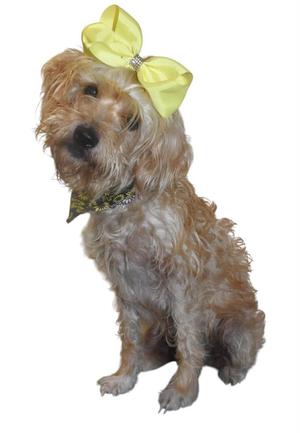 Isabelle, Wirehaired Terrier, adult, available for adoption