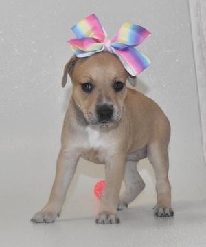 A small brown puppy with a rainbow bow on its head, standing on a white surface.
